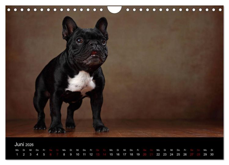 Produktbild: Charme auf vier Pfoten - Franz&ouml;sische Bulldoggen Portraits (Wandkalender 2026 DIN A4 quer), CALVENDO Monatskalender