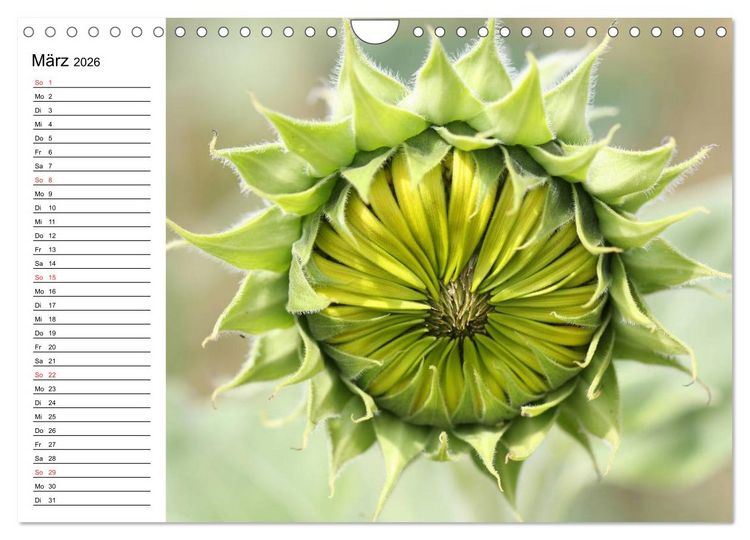 Produktbild: Sonnenblumen Impressionen (Wandkalender 2026 DIN A4 quer), CALVENDO Monatskalender