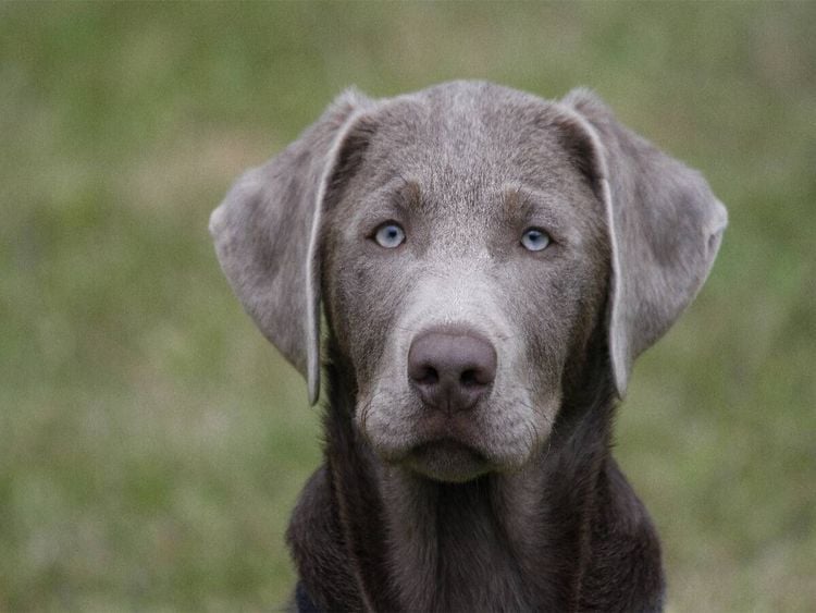 Produktbild: CALVENDO Puzzle Labrador-Welpe | 1000 Teile Lege-Gr&ouml;&szlig;e 64x48cm Foto-Puzzle f&uuml;r gl&uuml;ckliche Stunden