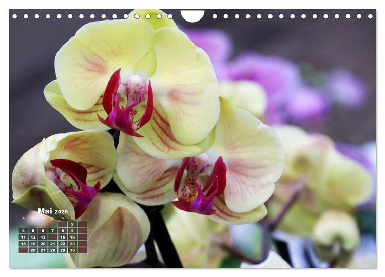 Produktbild: Pr&auml;chtige Orchideen (Wandkalender 2026 DIN A4 quer), CALVENDO Monatskalender