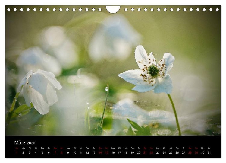 Produktbild: Der Waldspaziergang (Wandkalender 2026 DIN A4 quer), CALVENDO Monatskalender