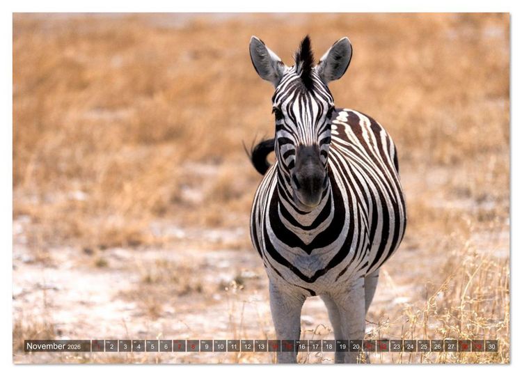 Produktbild: Namibia und Botswana - Entdeckungen in der Weite Afrikas (hochwertiger Premium Wandkalender 2026 DIN A2 quer), Kunstdruck in Hochglanz