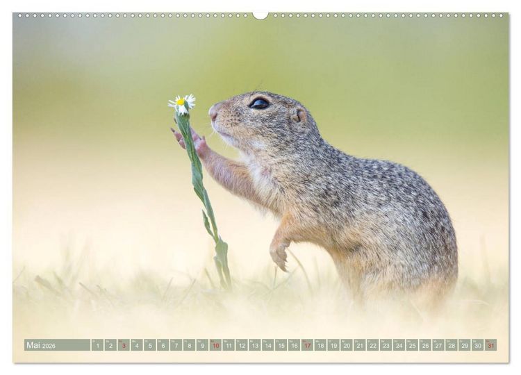 Produktbild: Liebenswerte Ziesel - vom Aussterben bedrohte Nagetiere (Wandkalender 2026 DIN A2 quer), CALVENDO Monatskalender