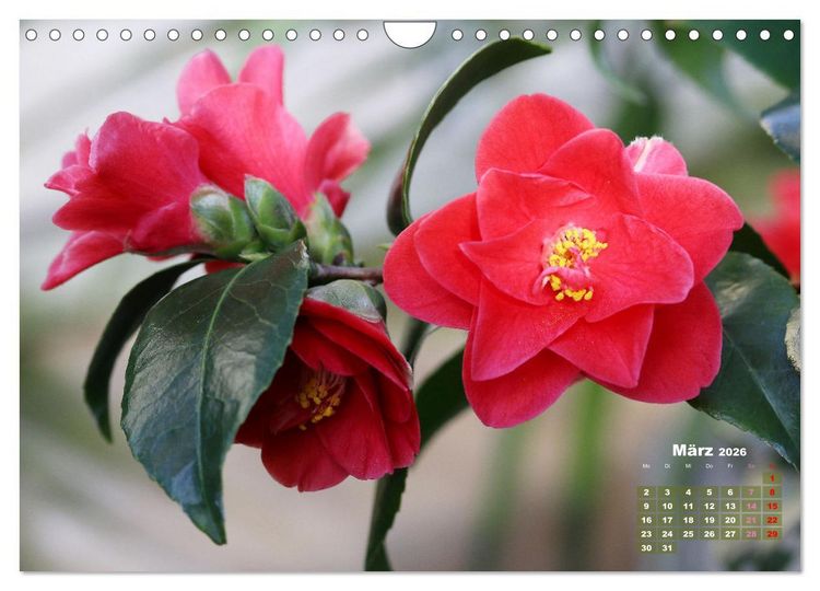 Produktbild: Kamelien - Bl&uuml;tensch&ouml;nheiten (Wandkalender 2026 DIN A4 quer), CALVENDO Monatskalender