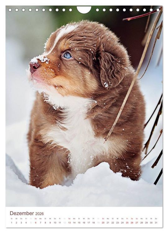 Produktbild: Australian Shepherds (Wandkalender 2026 DIN A4 hoch), CALVENDO Monatskalender