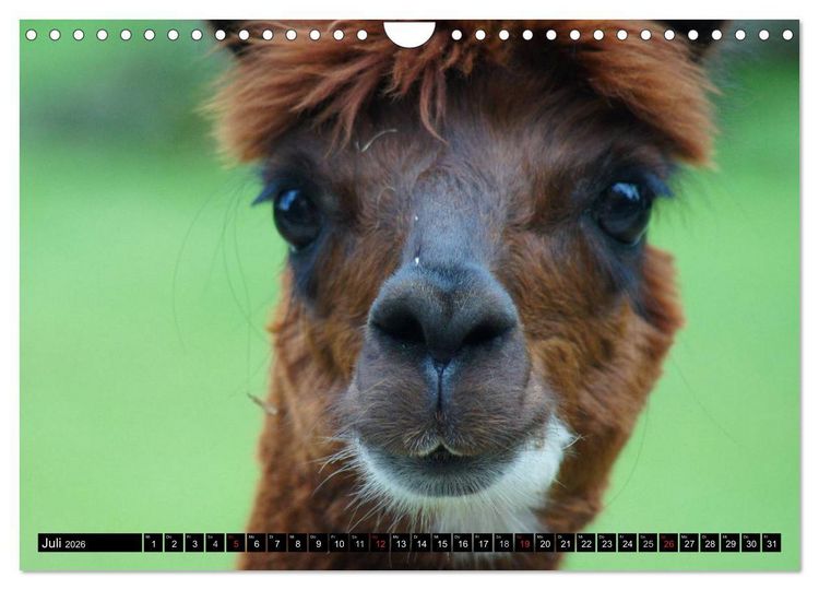 Produktbild: Lama und Alpaka (Wandkalender 2026 DIN A4 quer), CALVENDO Monatskalender