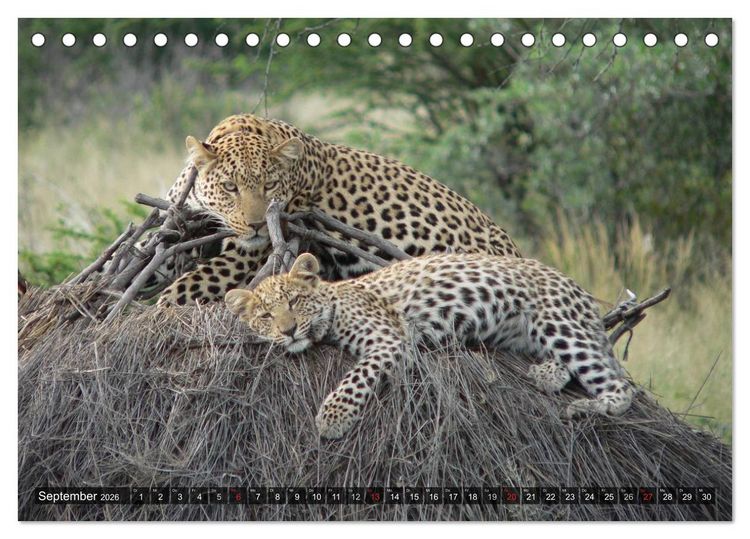 Produktbild: Raubkatzen. Wild, sch&ouml;n und kraftvoll (Tischkalender 2026 DIN A5 quer), CALVENDO Monatskalender