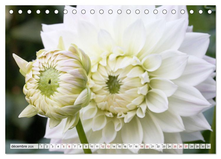Produktbild: Plaisir des fleurs (Calendrier de bureau 2026 DIN A5 vertical), CALVENDO calendrier mensuel