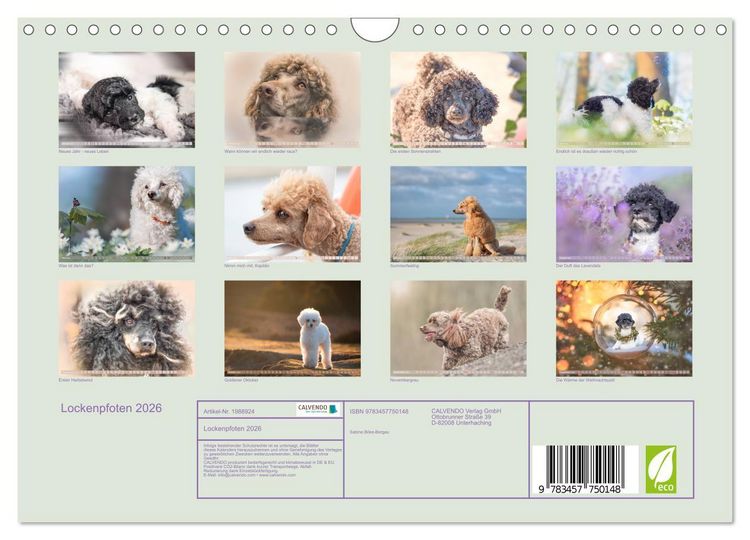Produktbild: Lockenpfoten 2026 (Wandkalender 2026 DIN A4 quer), CALVENDO Monatskalender