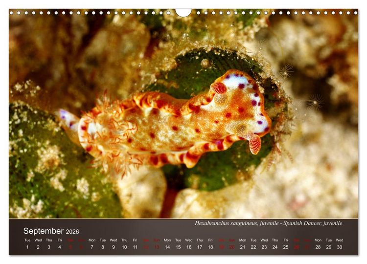 Produktbild: Nudibranchs on the ocean floor (Wall Calendar 2026 DIN A3 landscape), CALVENDO 12 Month Wall Calendar