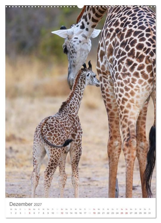 Produktbild: Magie des Augenblicks - Giraffen - Riesen der Savanne (Wandkalender 2027 DIN A2 hoch), CALVENDO Monatskalender