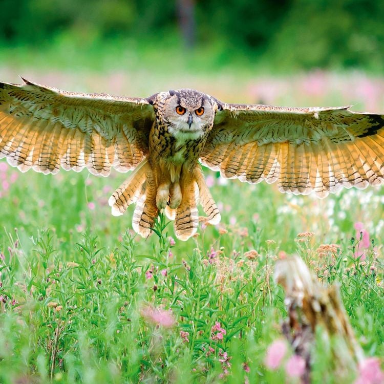 Produktbild: Magic Owls 2027