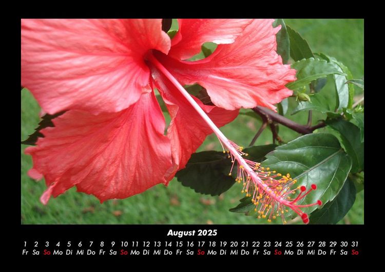Produktbild: Blumentr&auml;ume 2025 Fotokalender DIN A3