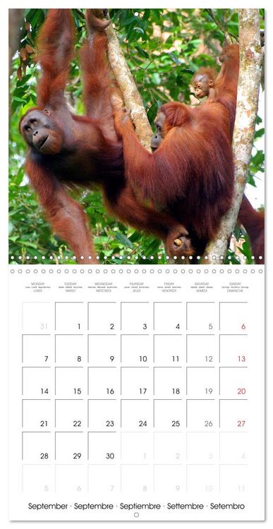 Produktbild: Orangutans Inhabitants of the rainforests (Wall Calendar 2026 12 &times; 12 Inch) CALVENDO 12 Month Wall Calendar