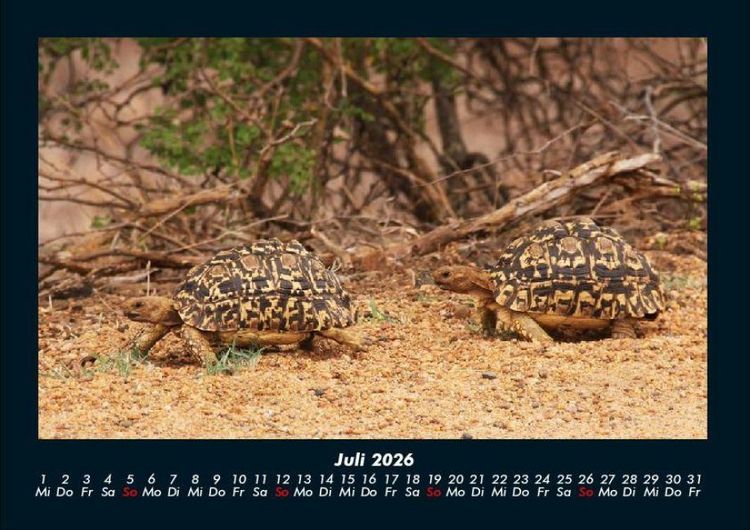 Produktbild: Schildkr&ouml;tenzauber 2026 Fotokalender DIN A4