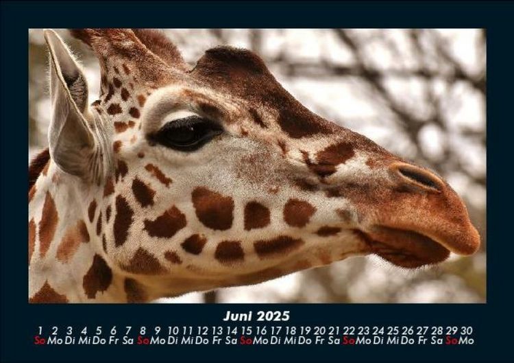 Produktbild: Giraffen 2025 Fotokalender DIN A5