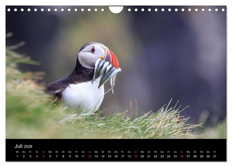 Produktbild: ISLAND - Zauber der Natur (Wandkalender 2026 DIN A4 quer), CALVENDO Monatskalender