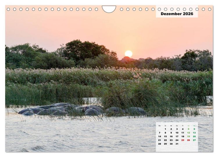 Produktbild: Nilpferde, Kolosse im Wasser (Wandkalender 2026 DIN A4 quer), CALVENDO Monatskalender