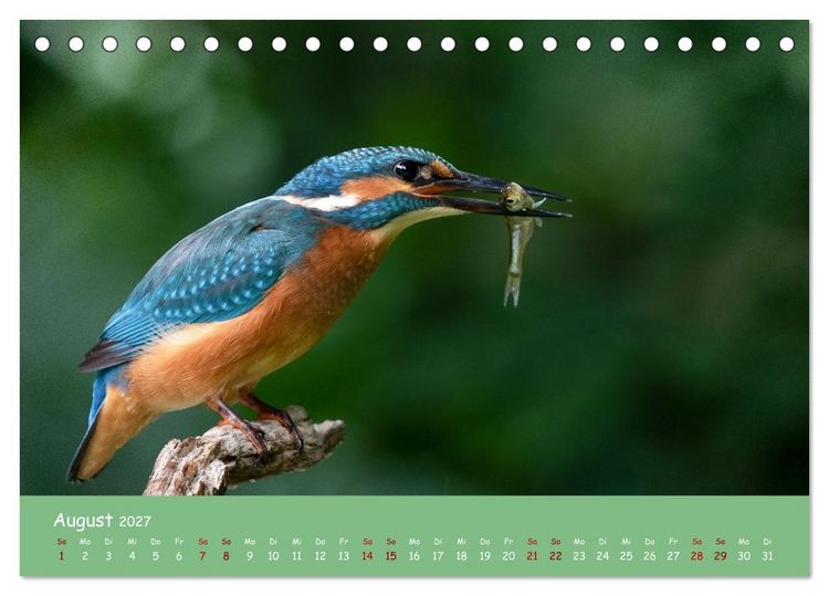 Produktbild: Alcedo atthis. Der Eisvogel (Tischkalender 2027 DIN A5 quer), CALVENDO Monatskalender