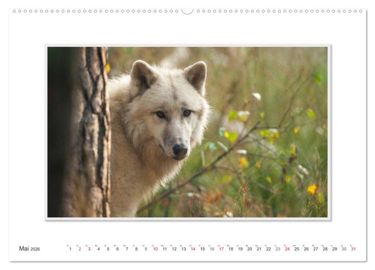 Produktbild: Emotionale Momente: Polarw&ouml;lfe. / CH-Version (hochwertiger Premium Wandkalender 2026 DIN A2 quer), Kunstdruck in Hochglanz