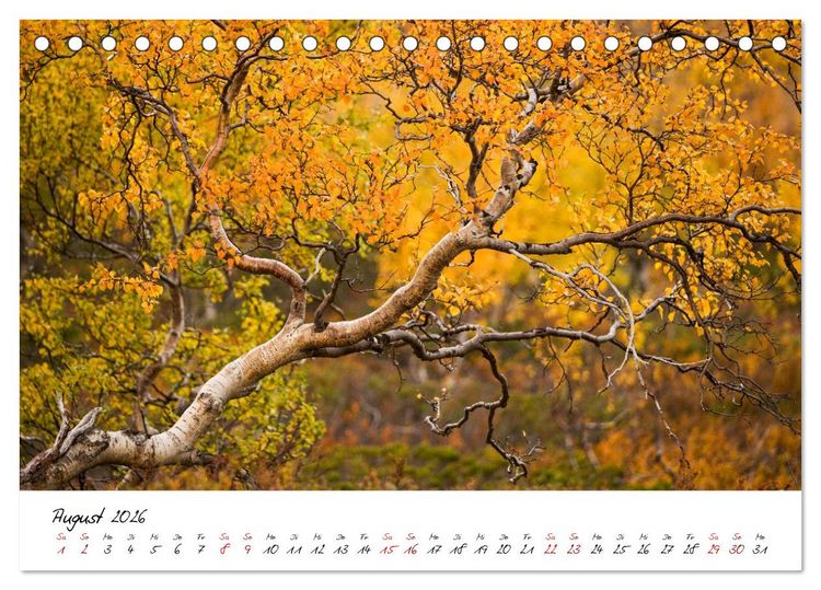 Produktbild: Im Atem der B&auml;ume (Tischkalender 2026 DIN A5 quer), CALVENDO Monatskalender