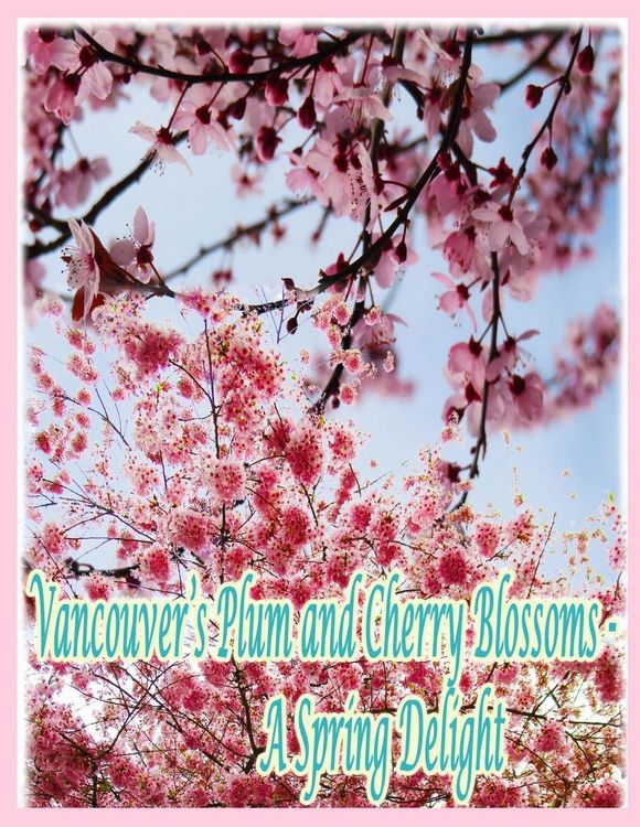 Produktbild: Vancouver's Plum and Cherry Blossoms
