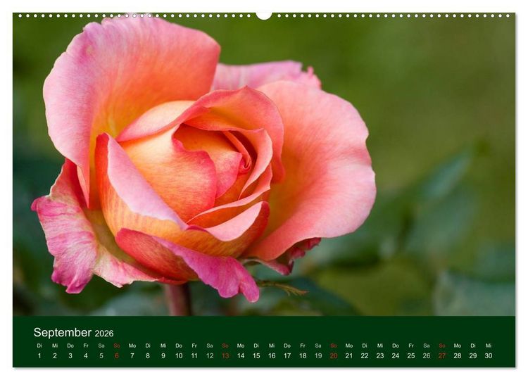 Produktbild: Blumen und Bl&uuml;ten (hochwertiger Premium Wandkalender 2026 DIN A2 quer), Kunstdruck in Hochglanz