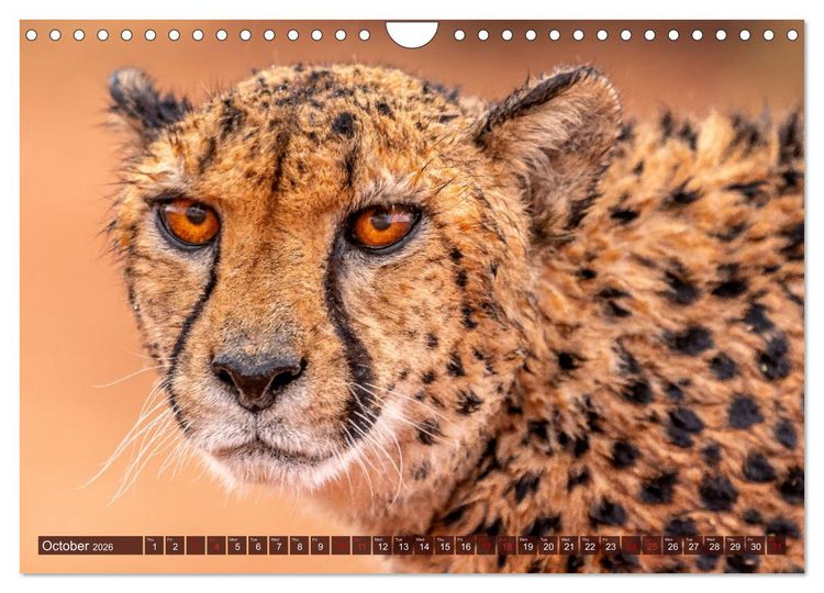 Produktbild: Amazing Cheetahs (Wall Calendar 2026 DIN A4 landscape), CALVENDO 12 Month Wall Calendar