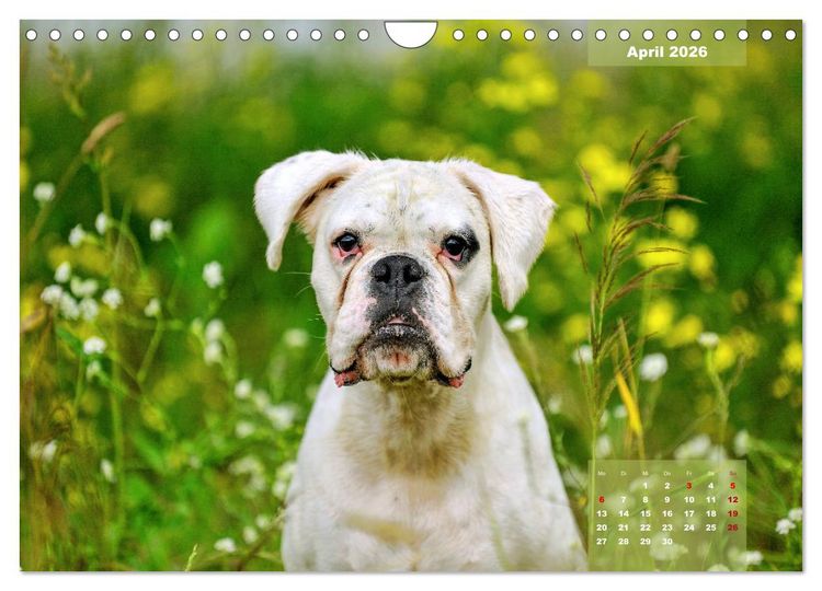 Produktbild: Einmal Boxer - immer Boxer (Wandkalender 2026 DIN A4 quer), CALVENDO Monatskalender