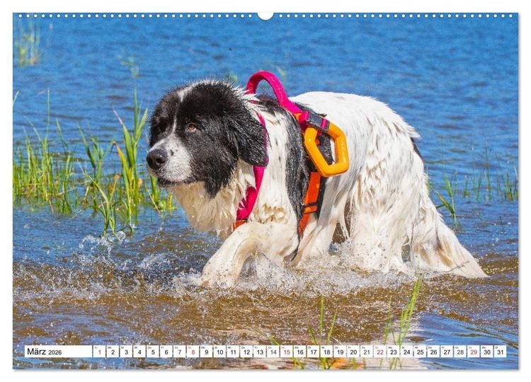 Produktbild: Landseer - Ein starker Freund auf 4 Pfoten (Wandkalender 2026 DIN A2 quer), CALVENDO Monatskalender