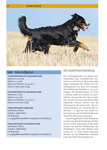 Produktbild: Berner Sennenhund