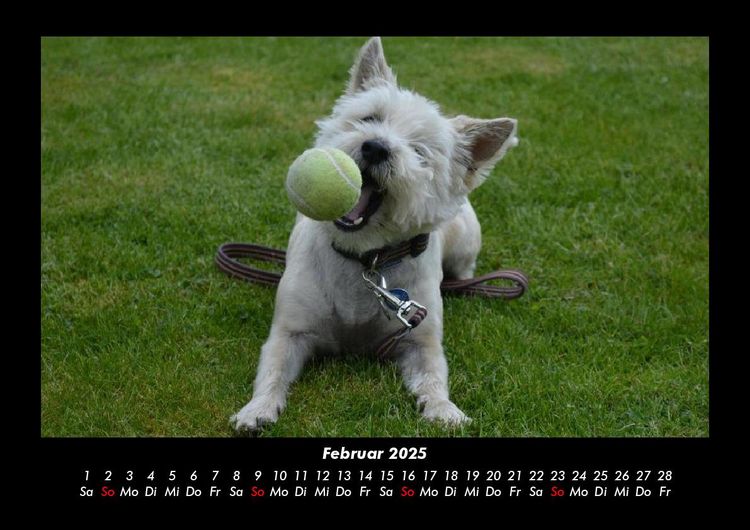 Produktbild: Hundezauber 2025 Fotokalender DIN A3