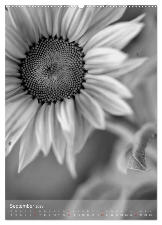 Produktbild: Monochrome Bl&uuml;ten - In Schwarz-Wei&szlig; Bildern durch das Jahr (Wandkalender 2026 DIN A2 hoch), CALVENDO Monatskalender