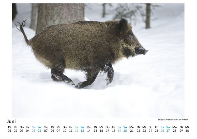 Produktbild: WIldschweine im Winter
