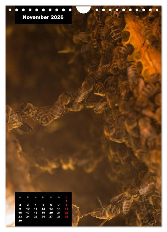 Produktbild: Bienen in ihrem geheimen Reich (Wandkalender 2026 DIN A4 hoch), CALVENDO Monatskalender