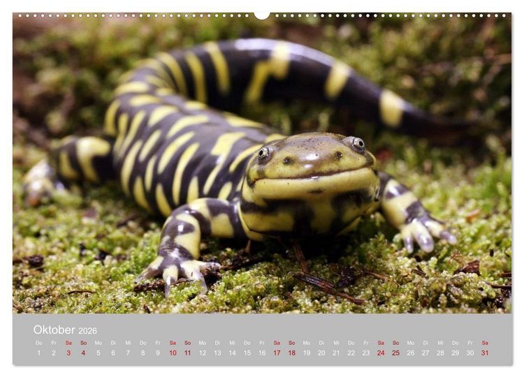 Produktbild: Terrarientiere (hochwertiger Premium Wandkalender 2026 DIN A2 quer), Kunstdruck in Hochglanz
