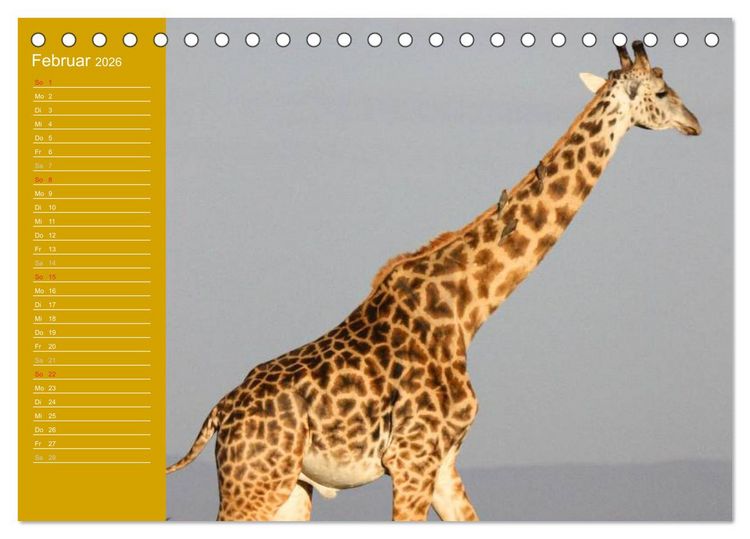 Produktbild: Giraffen / Geburtstagskalender (Tischkalender 2026 DIN A5 quer), CALVENDO Monatskalender