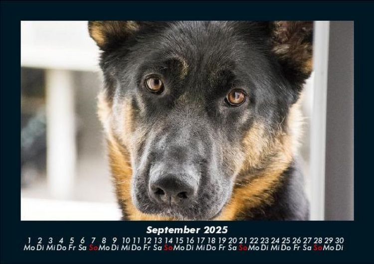 Produktbild: Hunde 2025 Fotokalender DIN A5