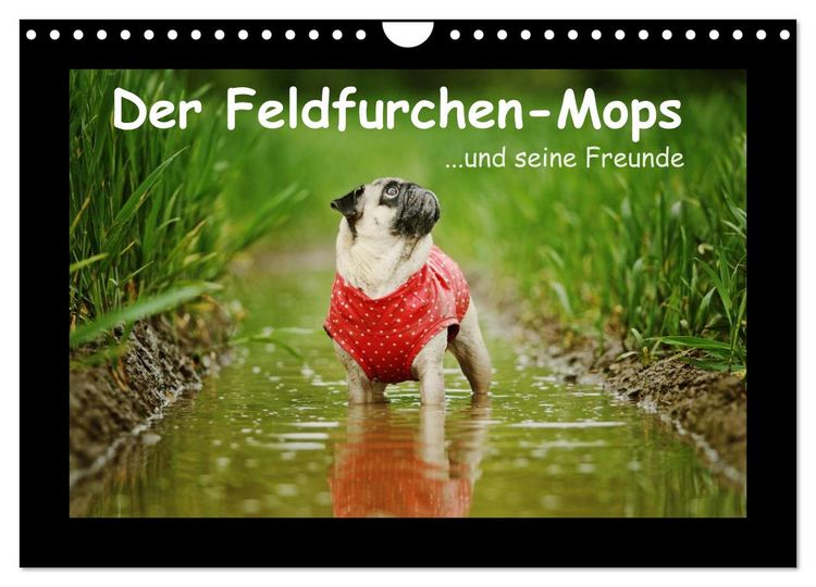 Produktbild: Der Feldfurchen-Mops (Wandkalender 2026 DIN A4 quer), CALVENDO Monatskalender