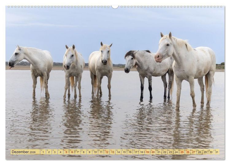 Produktbild: Die wilden Pferde der Camargue (hochwertiger Premium Wandkalender 2026 DIN A2 quer), Kunstdruck in Hochglanz