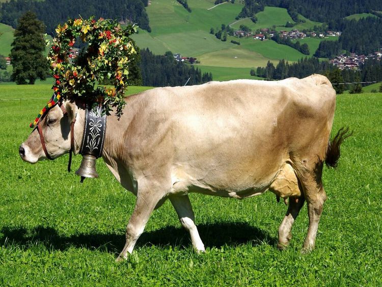 Produktbild: CALVENDO Puzzle Kuh mit Krone | 1000 Teile Lege-Gr&ouml;&szlig;e 64x48cm Foto-Puzzle f&uuml;r gl&uuml;ckliche Stunden