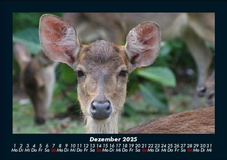 Produktbild: Welt der Tiere 2025 Fotokalender DIN A5