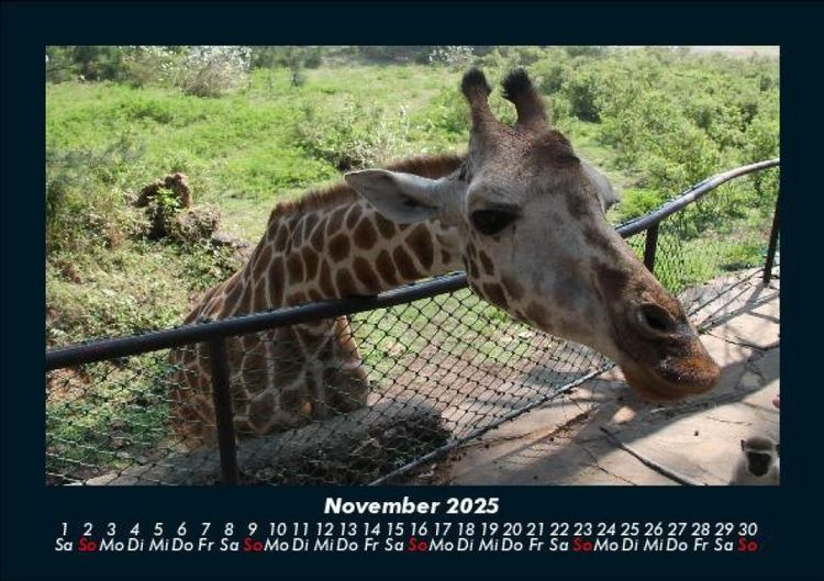 Produktbild: Giraffen 2025 Fotokalender DIN A5