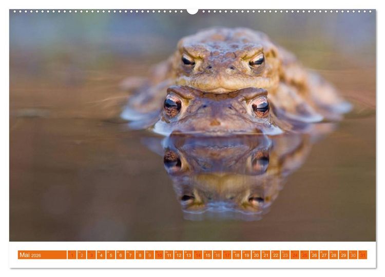Produktbild: Farbige Fr&ouml;sche (hochwertiger Premium Wandkalender 2026 DIN A2 quer), Kunstdruck in Hochglanz