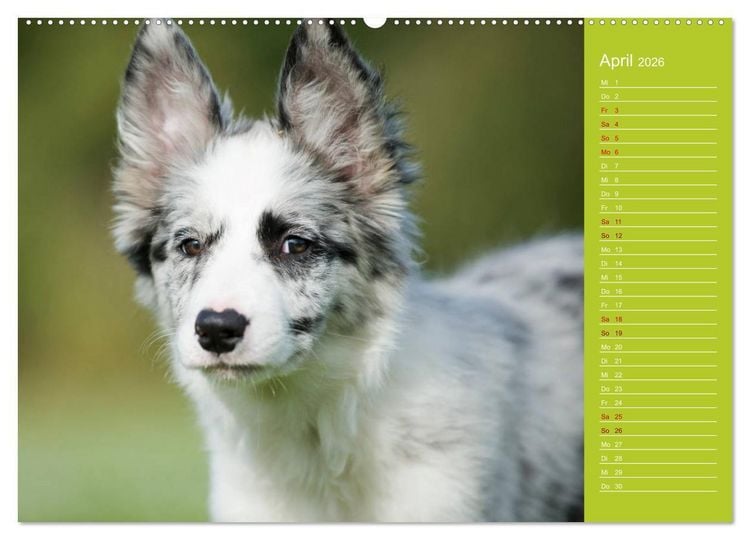 Produktbild: Border Collies - nicht nur schwarzwei&szlig; (Wandkalender 2026 DIN A2 quer), CALVENDO Monatskalender