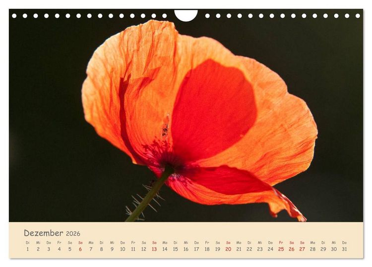 Produktbild: Mohnblumen - rote Sch&ouml;nheiten (Wandkalender 2026 DIN A4 quer), CALVENDO Monatskalender