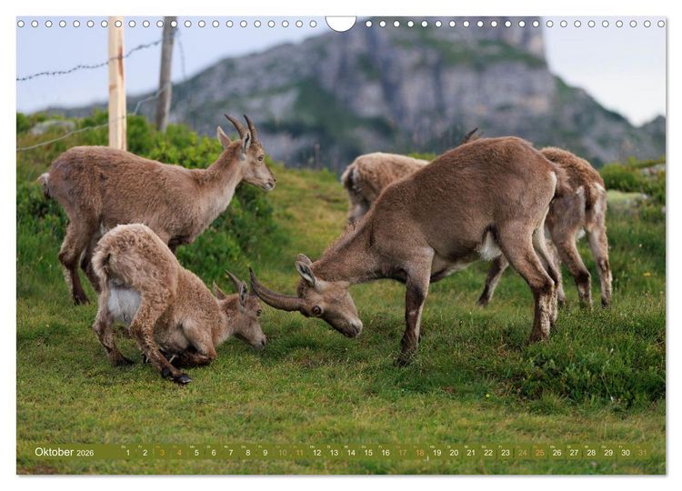 Produktbild: Steinb&ouml;cke am Niederhorn (Wandkalender 2026 DIN A3 quer), CALVENDO Monatskalender