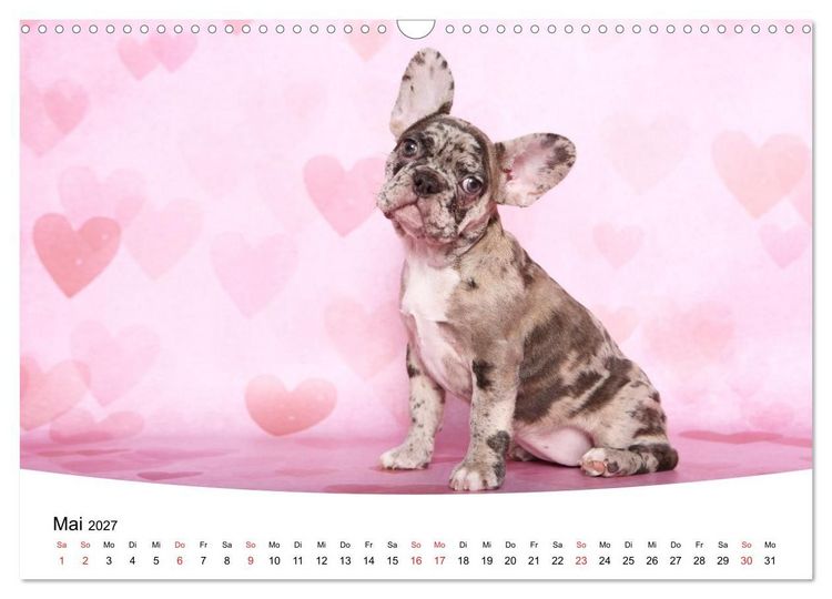 Produktbild: Bullys - Franz&ouml;sische Bulldoggen 2027 (Wandkalender 2027 DIN A3 quer), CALVENDO Monatskalender