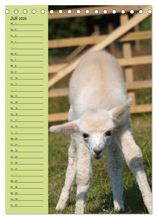 Produktbild: Alpakas zum Knuddeln gerne (Tischkalender 2026 DIN A5 hoch), CALVENDO Monatskalender