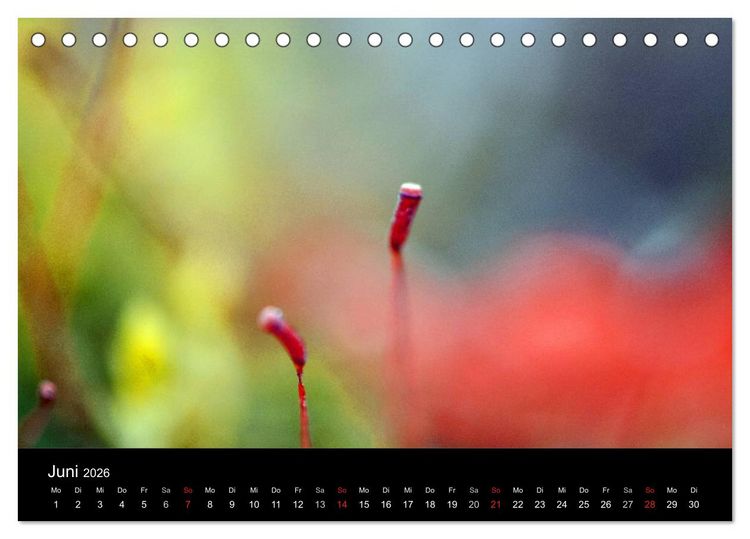 Produktbild: Magischer Wald (Tischkalender 2026 DIN A5 quer), CALVENDO Monatskalender